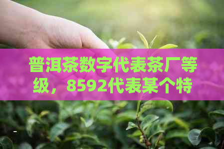 普洱茶数字代表茶厂等级，8592代表某个特定的茶厂。