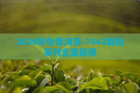 2020年份普洱茶-7542精选系列全面指南