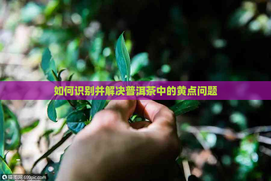 如何识别并解决普洱茶中的黄点问题