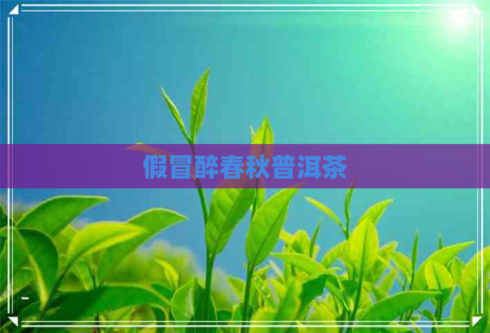 假冒醉春秋普洱茶