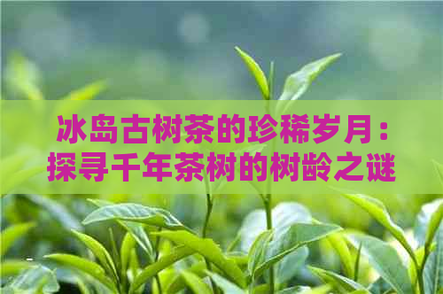 冰岛古树茶的珍稀岁月：探寻千年茶树的树龄之谜