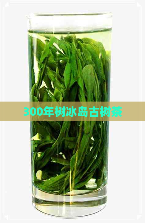 300年树冰岛古树茶