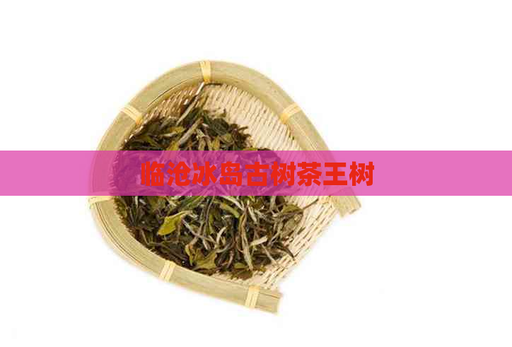 临沧冰岛古树茶王树