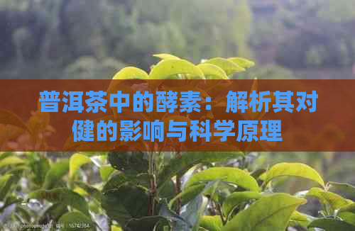 普洱茶中的酵素：解析其对健的影响与科学原理