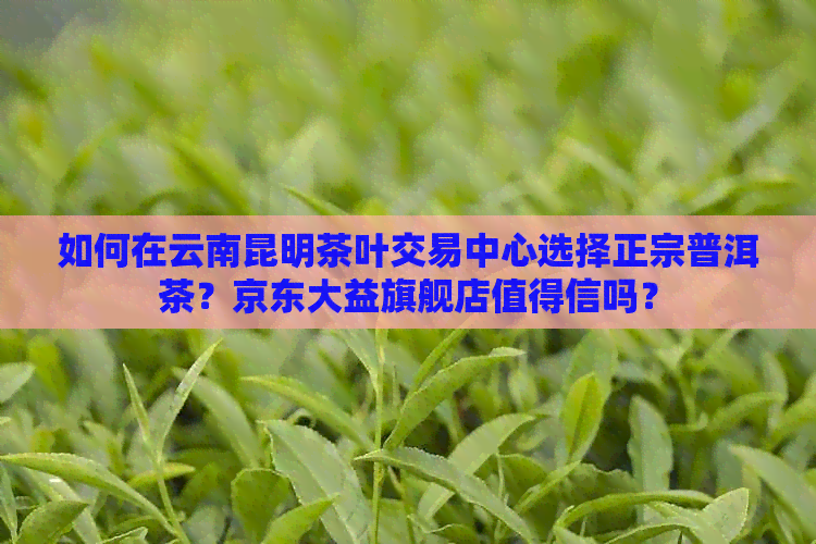 如何在云南昆明茶叶交易中心选择正宗普洱茶？京东大益旗舰店值得信吗？