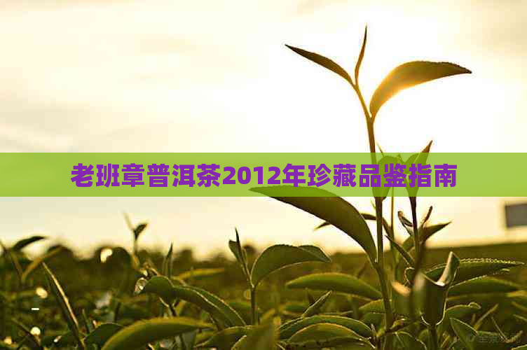 老班章普洱茶2012年珍藏品鉴指南