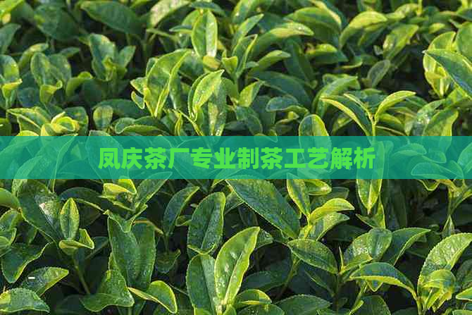 凤庆茶厂专业制茶工艺解析