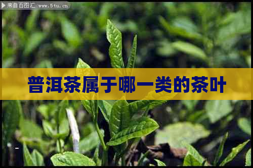 普洱茶属于哪一类的茶叶