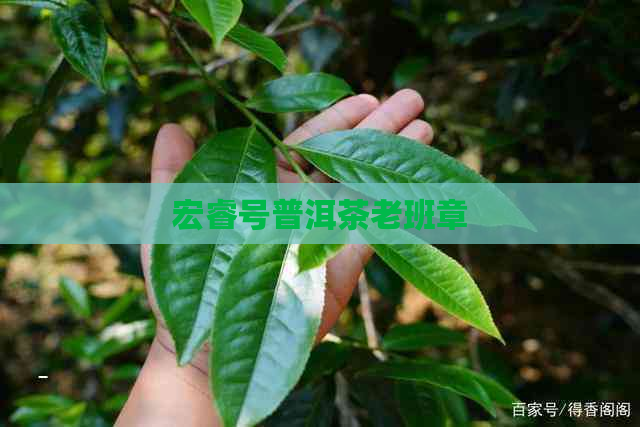 宏睿号普洱茶老班章