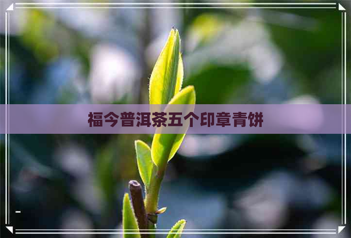 福今普洱茶五个印章青饼