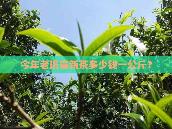 今年老班章新茶多少钱一公斤？