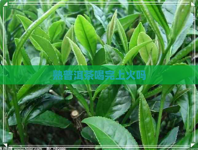 熟普洱茶喝完上火吗