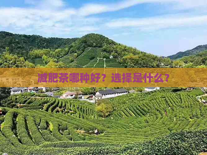 减肥茶哪种好？选择是什么？