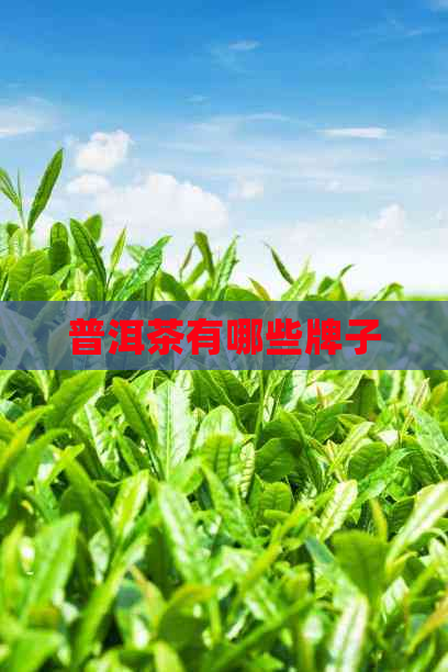 普洱茶有哪些牌子