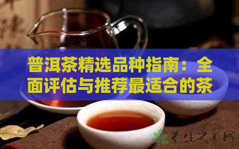 普洱茶精选品种指南：全面评估与推荐最适合的茶类