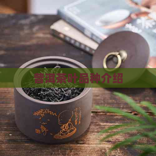 普洱茶叶品种介绍