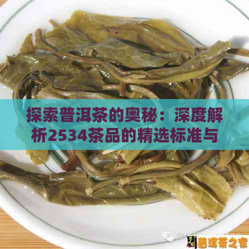 探索普洱茶的奥秘：深度解析2534茶品的精选标准与独特之处