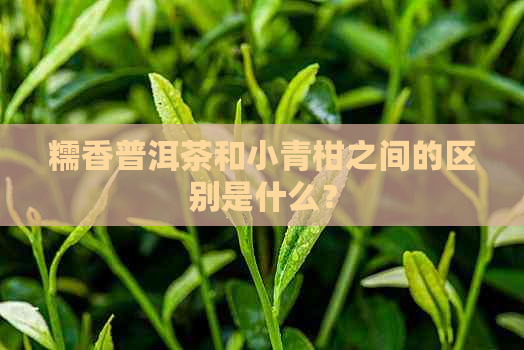 糯香普洱茶和小青柑之间的区别是什么？