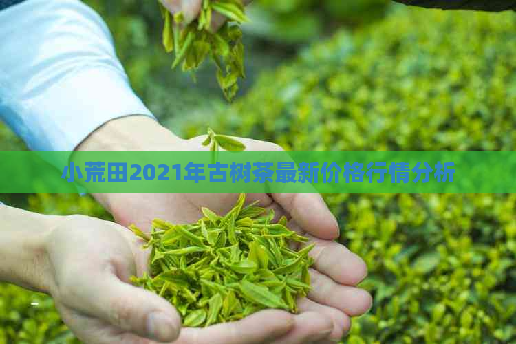 小荒田2021年古树茶最新价格行情分析