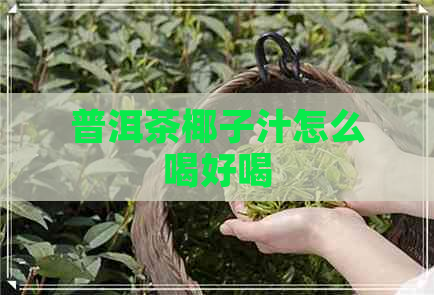 普洱茶椰子汁怎么喝好喝