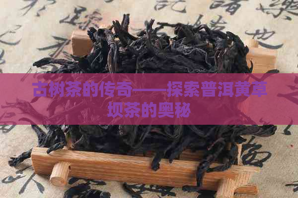 古树茶的传奇——探索普洱黄草坝茶的奥秘