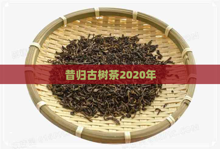 昔归古树茶2020年