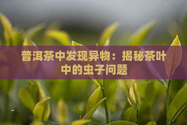 普洱茶中发现异物：揭秘茶叶中的虫子问题