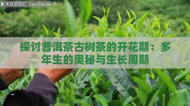 探讨普洱茶古树茶的开花期：多年生的奥秘与生长周期