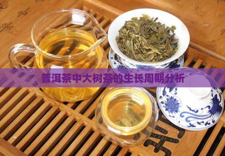 普洱茶中大树茶的生长周期分析