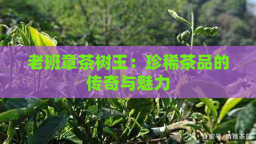 老班章茶树王：珍稀茶品的传奇与魅力