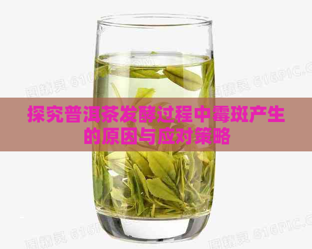 探究普洱茶发酵过程中霉斑产生的原因与应对策略