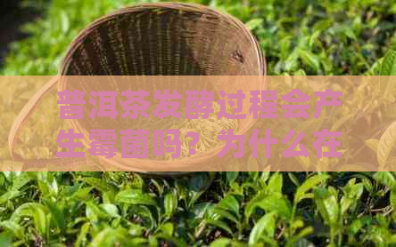 普洱茶发酵过程会产生霉菌吗？为什么在普洱茶的发酵过程中会生成黄曲霉。