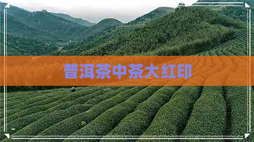 普洱茶中茶大红印