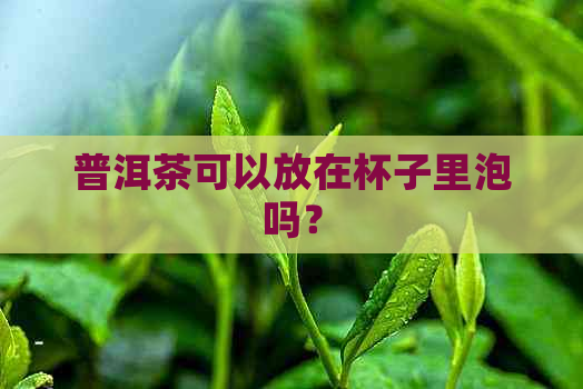 普洱茶可以放在杯子里泡吗？