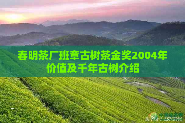 春明茶厂班章古树茶金奖2004年价值及千年古树介绍