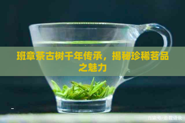 班章茶古树千年传承，揭秘珍稀茗品之魅力