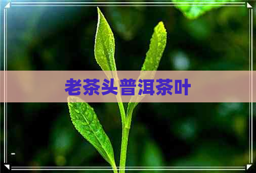 老茶头普洱茶叶