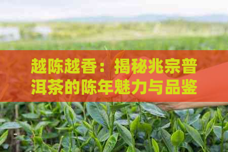 越陈越香：揭秘兆宗普洱茶的陈年魅力与品鉴艺术