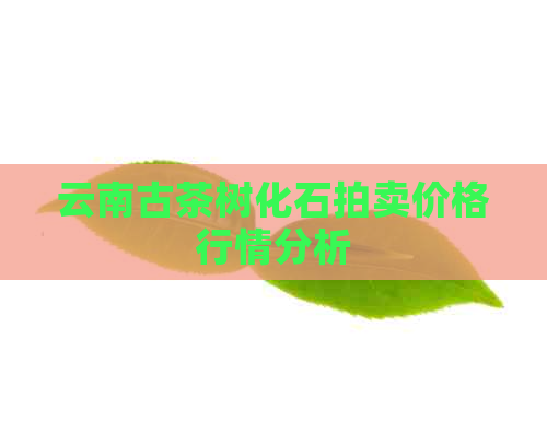 云南古茶树化石拍卖价格行情分析