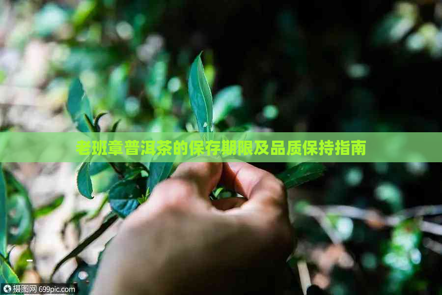 老班章普洱茶的保存期限及品质保持指南