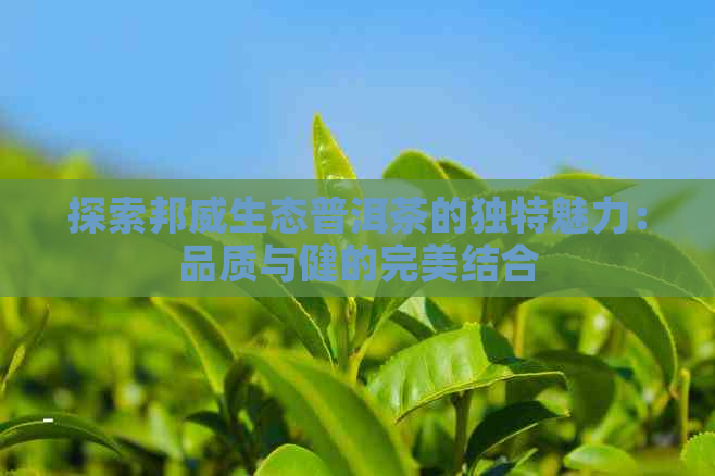 探索邦威生态普洱茶的独特魅力：品质与健的完美结合