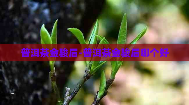 普洱茶金骏眉-普洱茶金骏眉哪个好