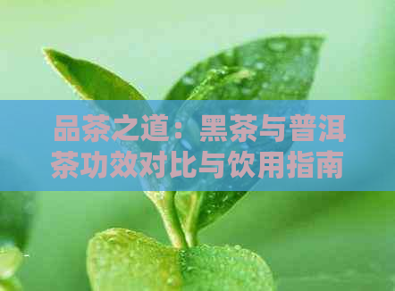 品茶之道：黑茶与普洱茶功效对比与饮用指南！