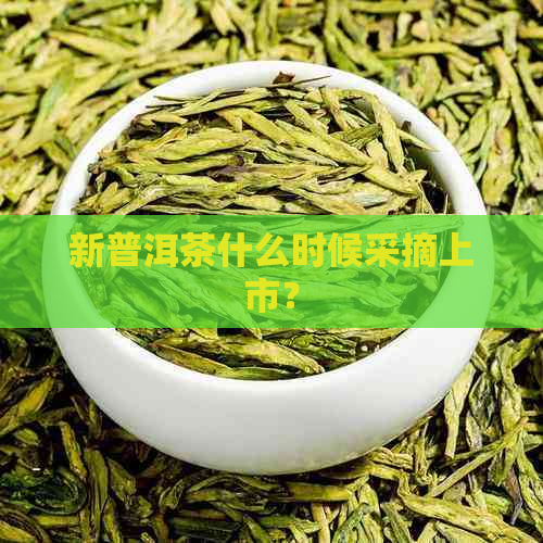 新普洱茶什么时候采摘上市？