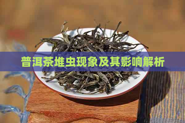 普洱茶堆虫现象及其影响解析