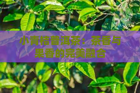 小青桔普洱茶：茶香与果香的完美融合