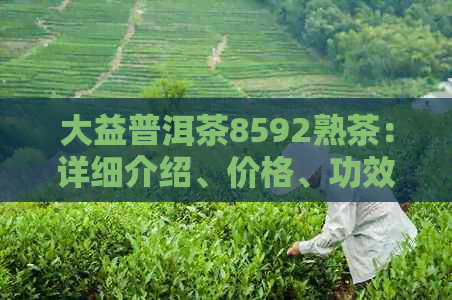 大益普洱茶8592熟茶：详细介绍、价格、功效与品鉴方法一应俱全！