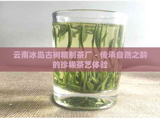 云南冰岛古树精制茶厂 - 传承自然之韵的珍稀茶艺体验