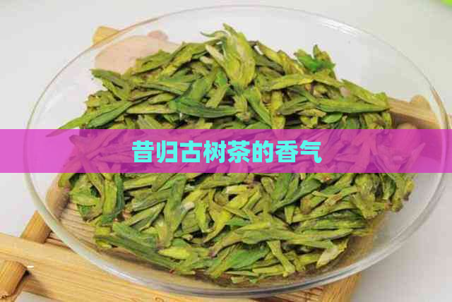 昔归古树茶的香气