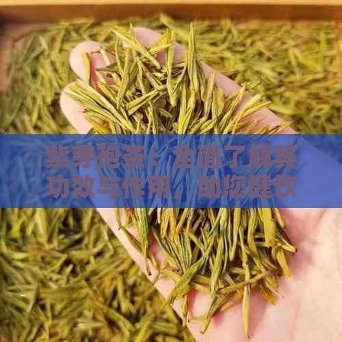 紫芽孢茶：全面了解其功效与作用，助您健饮茶